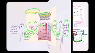 Lecture Video 12 Physiology of the Urinary System Part 2 [upl. by Rebba]