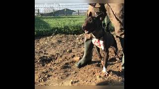 Working Bull Terrier  Black Bull Terrier from Vanelle’s Kennel [upl. by Clements]