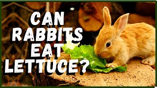 Can Rabbits Eat Lettuce [upl. by Alleyn]