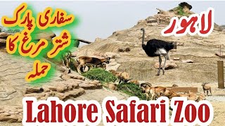 lahore Safari Park Ki Sair  Beautiful Lahore Safari Park After Renovation  Safari Zoo Lahore [upl. by Ainoda]