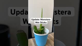 monstera monsteraplant propagation hydroponics houseplants plants wetstick indoorplants [upl. by Acul]