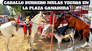 Caballo burrero Mulas Yeguas Caballo apaluasa Burros y más Plaza Ganadera San Antonino Oaxaca [upl. by Lalage]