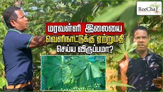 Export Cassava Leaves from Reecha Vlog  Tapioca Leaves  Best Farmhouse in Sri Lanka  BK in Reecha [upl. by Grimonia]