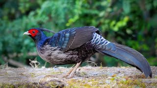 The Most Beautiful Pheasant Footage with Sound [upl. by Helmer]