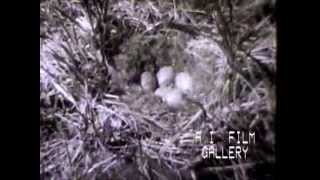 Nanook of the North early documentary explores life of Eskimos 1922 [upl. by Sergio790]