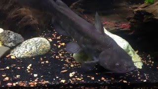 Feeding Brown and Yellow Bullhead Catfish [upl. by Auqinu]