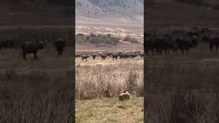 Ngorongoro Crater Tanzania animals wildlife lion [upl. by Giess12]