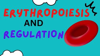 How are Red Blood Cells made Erythropoiesis  Erythropoietin  Regulation  Hematopoiesis [upl. by Aicen]