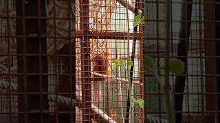 Orang Oetan Kingdom of Planckendael ZOO Mechelen Belgium Please subscribe thanksplanckendaelzoo [upl. by Waxman968]