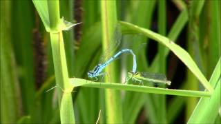 Common Blue Damselfly in clasp [upl. by Llecrup]