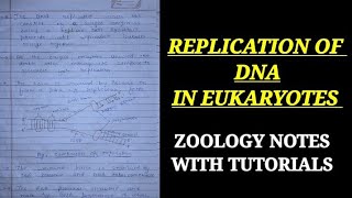 REPLICATION OF DNA IN EUKARYOTES dnareplicationineukaryotesbsc 3rd year zoology notes [upl. by Noed]