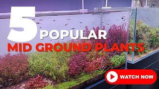 5 Most Popular Midground Plants In Planted Tank Hobby [upl. by Sherl704]