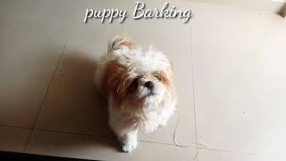 Shih Tzu dog barking sound  Shih Tzu puppy [upl. by Lipp129]