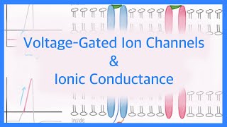 Action Potentials Voltage Gated Ion Channels amp Ionic Conductance [upl. by Fadden646]