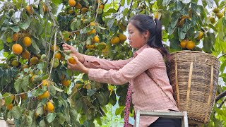 Harvesting pickled persimmons to sell at the market  gardening  Ma Thi Di [upl. by Pirnot849]