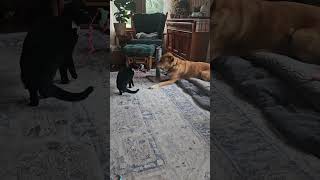 Cat slaps dog [upl. by Skier]