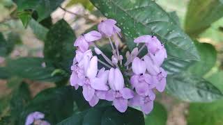 Violet Ixora Flower  Pseuderanthemum andersonii [upl. by Malvino]