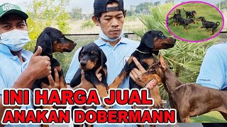 INI HARGA JUAL ANAKAN DOBERMANN DI FRANKENBURG KENNEL  THE BIGGEST DOBERMANN KENNEL IN THE WORLD [upl. by Hufnagel]