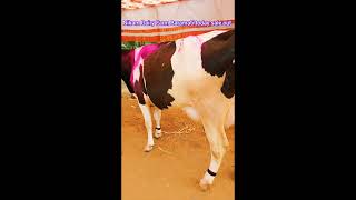 Prashant Nikam Mo9822127792✌️✌️ Nikam Dairy Farm Baramati today sale out ✌️✌️ [upl. by Cherlyn706]