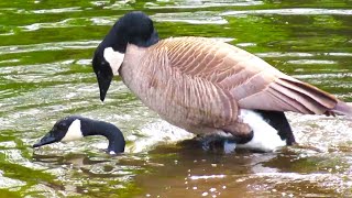 Canada Geese Mating Close Up Amazing Animal Mating [upl. by Ahern]