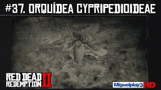 Localización múltiple Orquídea Cypripedioideae  37Compendio Plantas  Red dead redemption 2 [upl. by Grosmark]