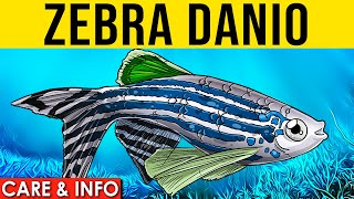 Zebra Danio  Zebra Danio Info And Care  Zebrafish For Beginners [upl. by Vittoria877]