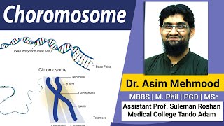 Chromosome  Chromatid  Chromatin  Hindi  Urdu [upl. by Keegan]