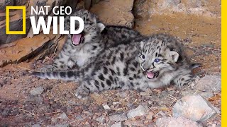 Endangered Snow Leopard Cubs Spotted in the Wild  Nat Geo Wild [upl. by Erdied89]