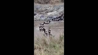 The Amazing Wildebeest Migration crosses the Masaai Mara River in Africa 🇰🇪 kenya [upl. by Lefty188]