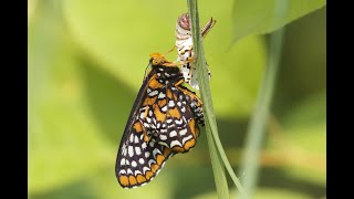 Baltimore Checkerspot Butterfly [upl. by Pogah317]