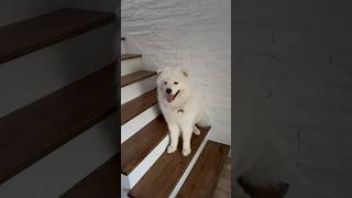 Samoyed Dog Chilling on Staircase ☺️ [upl. by Nofpets]