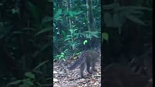 Marbled Cat Prionailurus bengalensis shorts [upl. by Nyrrad]