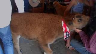 Clyde 5 week old buffalo walks into the Black Dog Cantina New Mexico [upl. by Newnorb736]