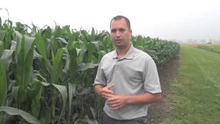 Corn School 222 Using Fungicide to Protect Your Corn from Accumulated Pressures [upl. by Bashemeth]