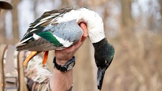 Spoonie Beat DownCatch Clean Cook Arkansas duck hunting [upl. by Ramat982]