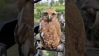 🦉 Up Close with the Javan Owlet 🦉✨ owl wink [upl. by Rettig]