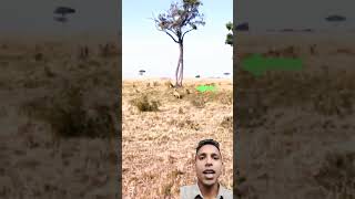 Lion versus leopard lion cheetah animals lion fight short feed viral short [upl. by Nileuqay]