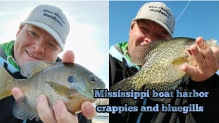 bluegills and crappie at the Mississippi river boat harbor [upl. by Tolley454]