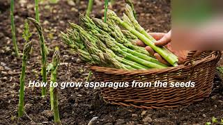 How to Grow Asparagus from Seeds [upl. by Ahseela905]