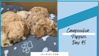 Day 45 in the Life of a Cavapoochon Puppy 🐶 [upl. by Larson]