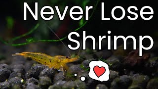 How To SAFELY Introduce Shrimp To A New Tank  Drip Acclimation Guide [upl. by Bascio]