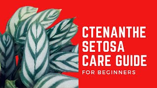 CTENANTHE SETOSA CARE TIPS [upl. by Uund]