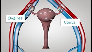 Les hormones féminines comme vous ne les avez jamais vues [upl. by Joe]