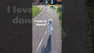 I love to dance puppy bichon bichonmix cute minibichon pets bichonpoo [upl. by Gere]