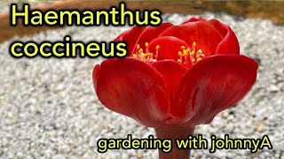 Haemanthus coccineus Blood Lily or Paintbrush Lily  Care and Growing Conditions [upl. by Eirallih455]