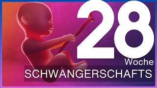 28 Schwangerschaftswoche Was passiert im dritten Trimester  Update 28 SSW [upl. by Wolfie]