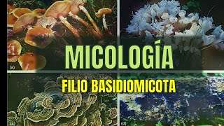 Filio BASIDIOMYCOTA  Tema 15  Micología  Microbacter [upl. by Cherey]