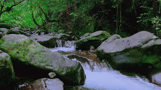 Sounds of Nature Gentle Stream and Forest Birds Chirping White Noise for Sleeping Relaxing ASMR [upl. by Ely]