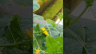 Hand Pollination কৃত্রিম পরাগায়নMuskMelonMy Roof gardenShort Video [upl. by Gilligan322]