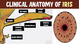 Mastering Iris Anatomy Uncover Topography Layers and Clinical Nuggets [upl. by Airretnahs]